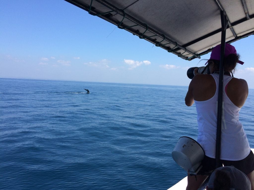The Sri Lankan Marine Mammal Photo-identification Database 2