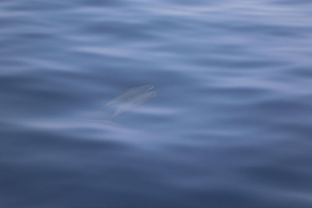 Field diaries: A peek into the marine life 1